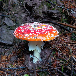 Close-up of fly agaric mushroom in forest