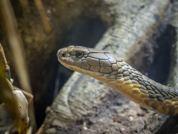 Close-up of lizard