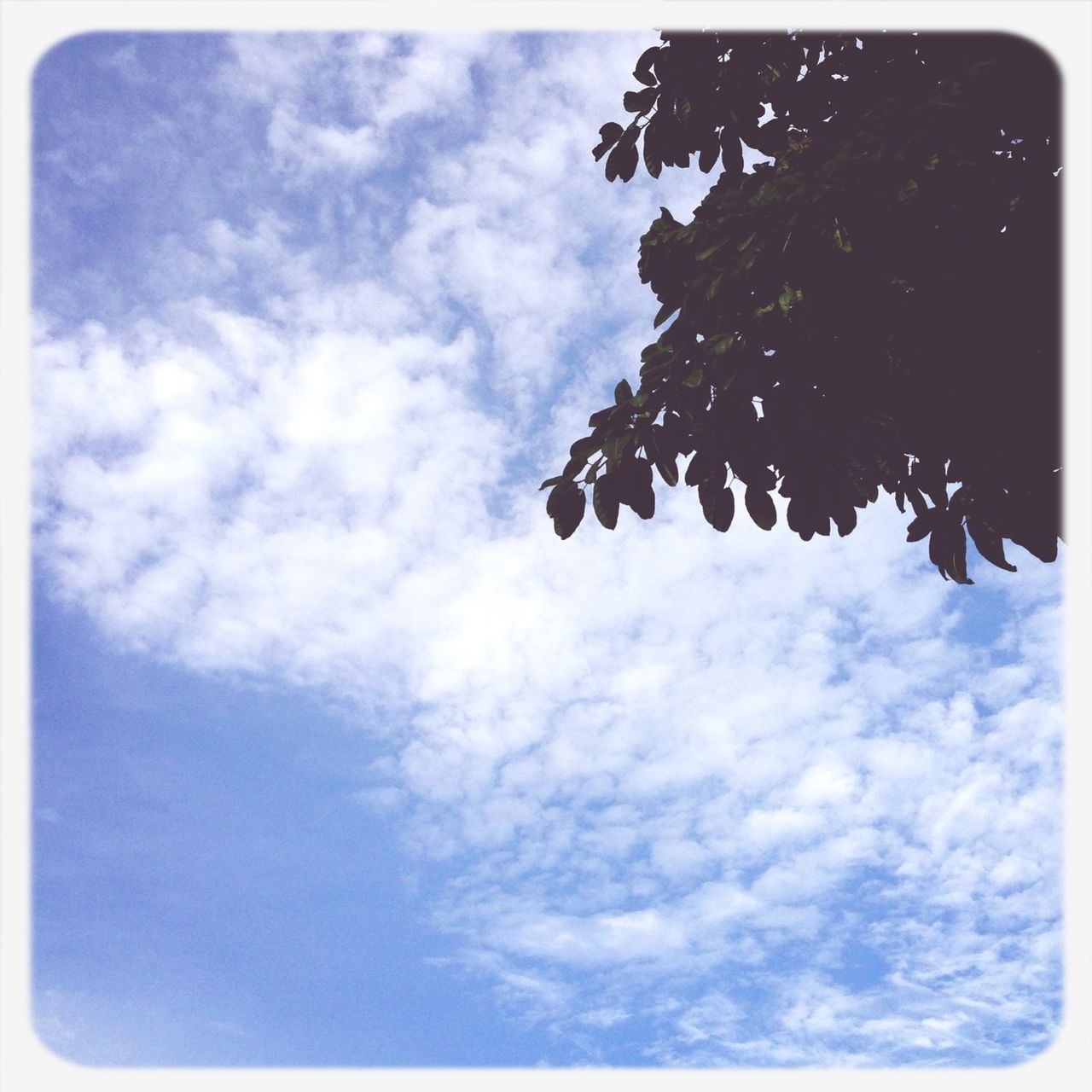 low angle view, sky, transfer print, cloud - sky, cloud, auto post production filter, cloudy, nature, beauty in nature, tranquility, blue, tree, silhouette, day, outdoors, no people, growth, high section, sunlight, leaf