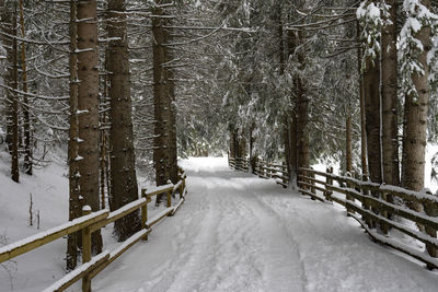 Snow covered land and trees in forest