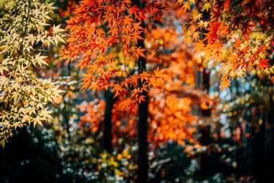 Close-up of maple tree during autumn