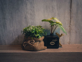 Potted plant on table against wall