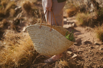 Low section of man holding corn on field