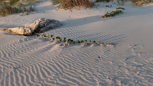 High angle view of starfish on beach