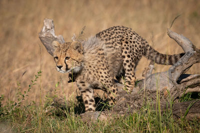 Close-up of cheetah on field