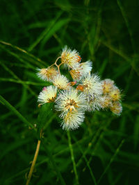 Close-up of yellow flowers