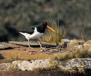 Bird perching on wood