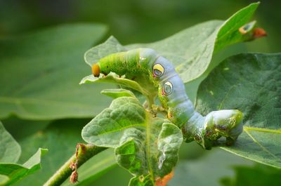 Close-up of insect on plant