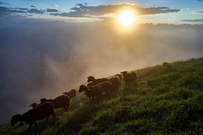 Scenic view of sunset over land