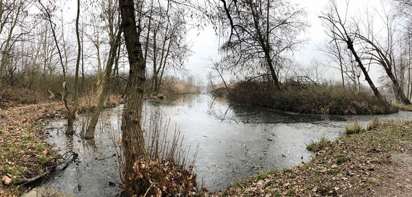 Scenic view of river in forest