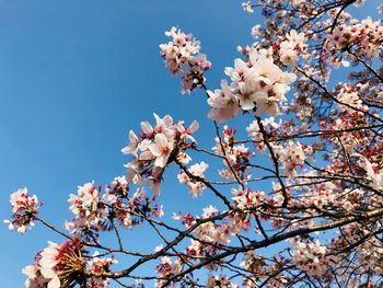 Low angle view of cherry blossom against clear sky