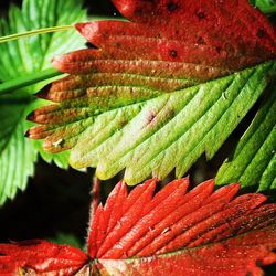 Close-up of red rose on leaves