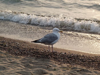 Seagull perching on a beach