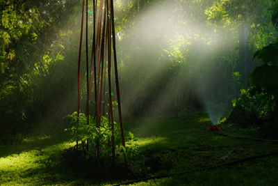 Sunlight streaming through trees in forest