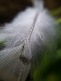 Close-up of leaf