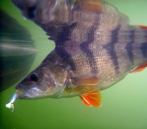 Close-up of fish swimming in sea