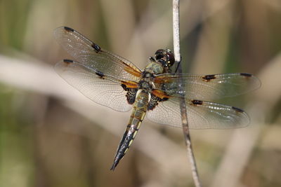 Close-up of dragonfly on twig