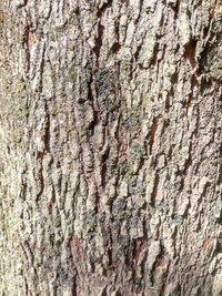 Full frame shot of tree trunk