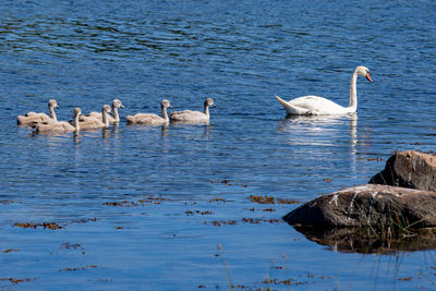 Swans swimming in lake