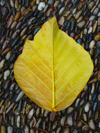 High angle view of yellow maple leaf on pebbles