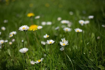 Close-up of daisies blooming on field