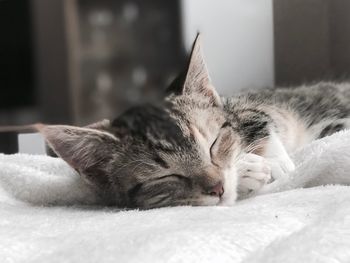 Close-up of cat sleeping on bed