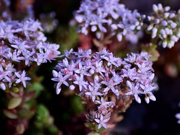 Close-up of purple flowering plant