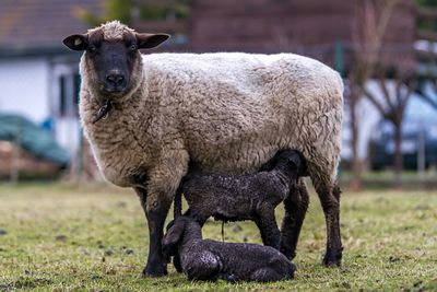 Sheep feeding lambs