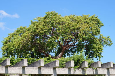 Low angle view of tree against sky