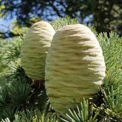 Close-up of pine tree