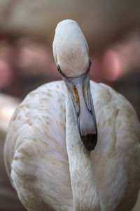 Close-up of bird