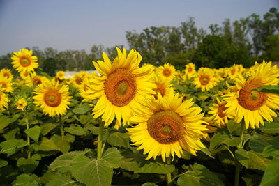 Close-up of yellow flowering plants on field