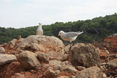 Seagulls perching on rock