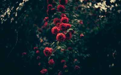 Close-up of red flowers blooming outdoors