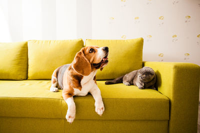 Dog sitting on sofa