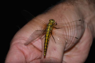 Close-up of hand holding insect