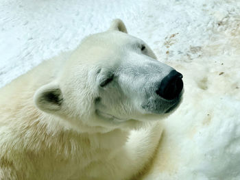 polar bear
