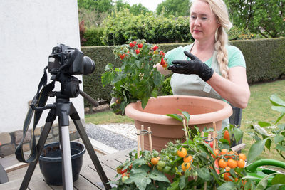 Middle aged woman transplant seedlings of cherry tomatous into a large pot