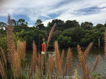 Scenic view of red and trees against sky