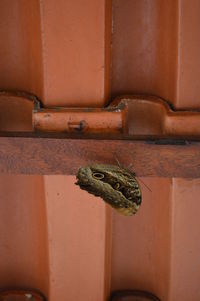 Close-up of lizard