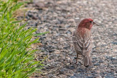 Close-up of bird perching on ground