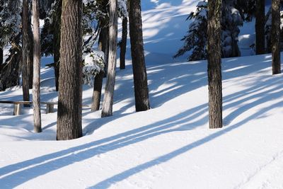 Trees on snow covered land