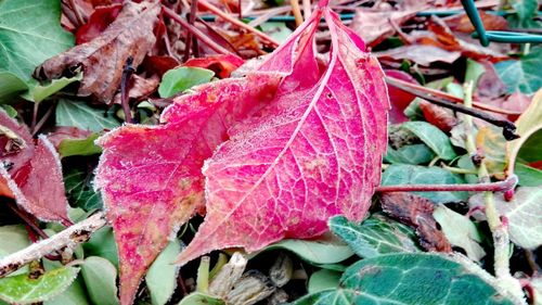 Close-up of maple leaves during autumn