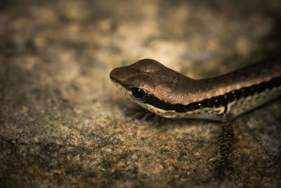 Close-up of lizard