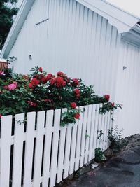 Flowers growing on plant