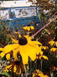 Close-up of yellow flower blooming outdoors