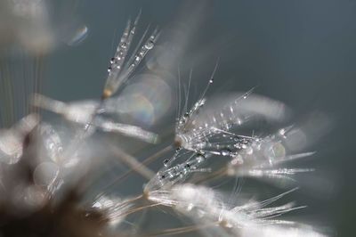 Close-up of spider web