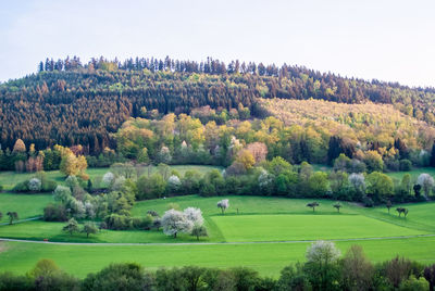 Scenic view of trees on field against sky