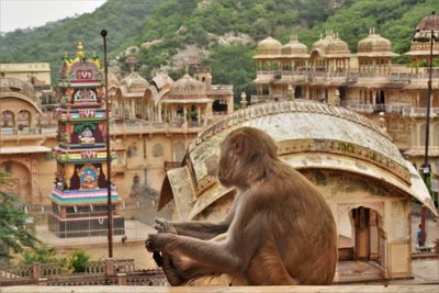 Monkey sitting on a temple