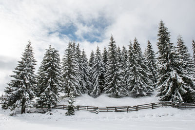 Snow covered pine trees against sky